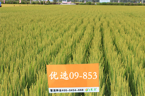 &ldquo;如東大米&rdquo;三筆賬 如東三年助農(nóng)增收超5億元