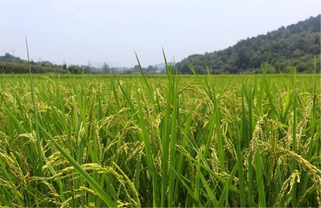 讓電商&ldquo;新農業(yè)&rdquo;催生&ldquo;網(wǎng)紅新農民&rdquo;