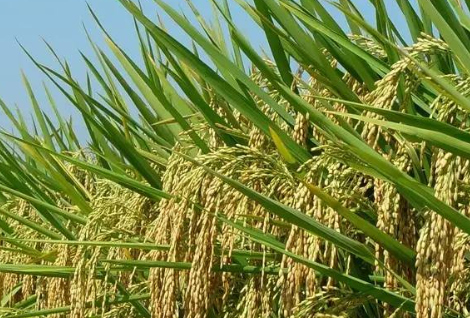 &ldquo;水稻秋季秸稈濕耙還田技術(shù)&rdquo;在我省推廣