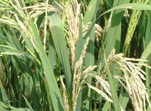 水稻穗頸瘟&ldquo;只能預(yù)防，不能治&rdquo;，肥量高、株密發(fā)生風(fēng)險高