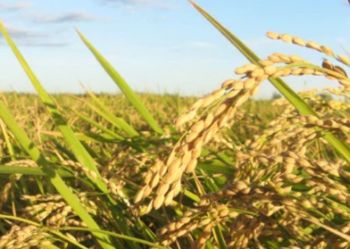 水稻進(jìn)入拔節(jié)孕穗期，農(nóng)民做好這3點，壯桿爭大穗，為高產(chǎn)打基礎(chǔ)