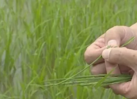 水稻，試驗成功！