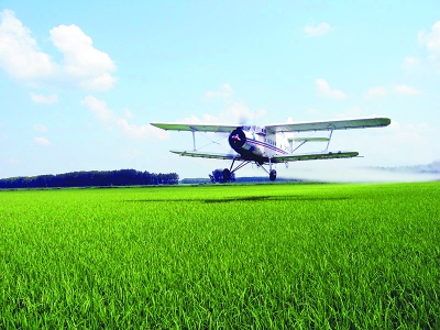 水面種水稻，試驗成功！