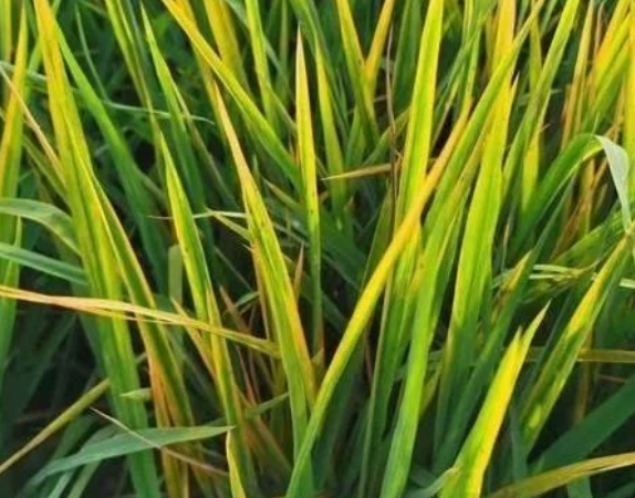 田間水稻一片&ldquo;火紅&rdquo;，細(xì)條病、赤枯病、稻瘟病如何區(qū)別防治？