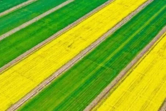 稻谷種植知識，熟知各類抗蟲藥的特點，做好針對性投放