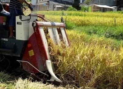 水稻功能保護(hù)區(qū)迎豐收