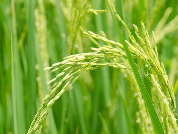 稻谷知識(shí)