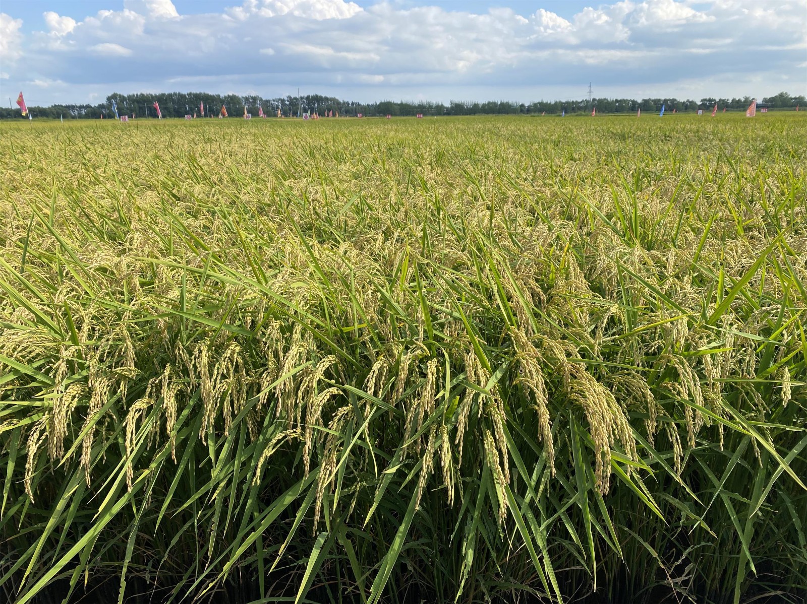 &ldquo;中麥芯&rdquo;小麥育種芯片聯(lián)合研發(fā)合作協(xié)議簽署